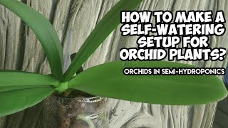 How To Make A Self Watering Setup For Orchid Plants Orchid Plant SemiHydroponics  Whimsy Crafter [upl. by Anirbac229]