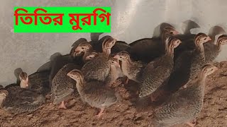 Guinea Fowl  Titir Murgi  Abalata Farming [upl. by Mintun578]