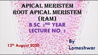 PlantAnatomyApical Meristem Root Apical Meristem [upl. by Assenal18]