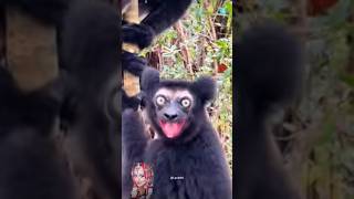 How Lemurs Get High amazingvedios facts factsvedio animals lionslover amazingfactsfacts [upl. by Amej935]