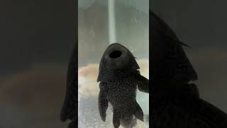 Best algae eater fish for monster fish tank viralvideo shorts [upl. by Bunker479]