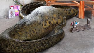 10 Humans Found Inside Snakes [upl. by Ocimad282]