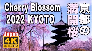 🇯🇵4K 2022 Japan Kyoto Cherry Blossom（sakura 京都の桜 満開 花見 京都観光 旅行 案内 清水寺 嵐山 鴨川 東山 背割堤 鴨川 保津川下り 日本 桜名所 [upl. by Neras]