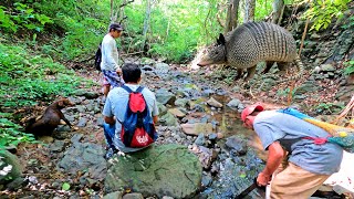 CACERÍA DE ARMADILLOS USANDO SOLAMENTE PERROS DE CAZA [upl. by Auqenat]