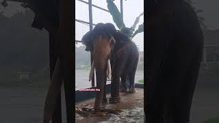 Kannan 💞💞elephant ana pooram anapremi elephantfestival elephants éléphants ulsavam kerala [upl. by Eserehs]