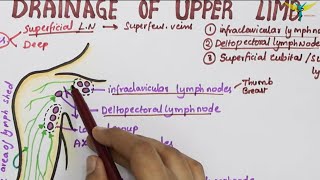 Lymphatic Drainage of Upper Limb  Lymph Vessels amp Lymph Nodes [upl. by Hayimas]