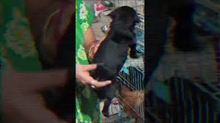 Black Pug Puppies sale in Kolkata and all India Delivery 📞 98748 83619 [upl. by Hnilym]