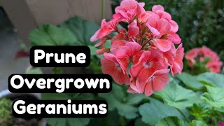 How to Prune Overgrown Geraniums amp Take Cuttings The Easy Way 🌸🌱 Pelargonium Propagation [upl. by Merfe]