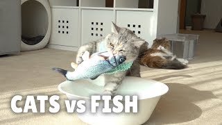 Cats vs Fish  Kittisaurus [upl. by Siraval]