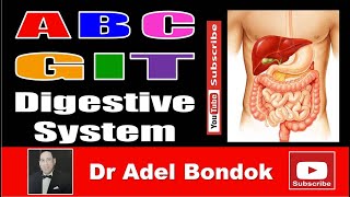 An Introduction to the Digestive System [upl. by Brinson]