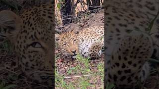 Watch as a Leopard Changes Eye colour safari sabisands leopard [upl. by Isacco]