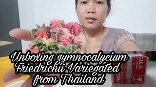 Gymnocalycium Friedrichii Variegated unboxing from Thailandindaynannettevlog [upl. by Maryjane]