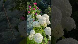 Hydrangea garden in July😎 hydrangeas hydrangeaflower annabelle  youandme gardentour garden [upl. by Domela670]