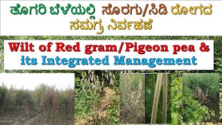 Redgram pigeonpea Wilt Disease amp its management redgram ತೊಗರಿಯಲ್ಲಿ ಸೊರಗು ರೋಗದ ಸಮಗ್ರ ನಿರ್ವಹಣೆ [upl. by Chuck482]