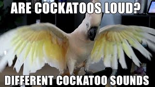 Are Cockatoos Loud The Different Sounds of Cockatoos [upl. by Rhee733]