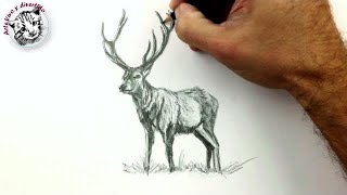 Como Dibujar un Ciervo vídeo mejorado Dibujos fáciles para dibujar [upl. by Akir]