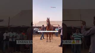 Stallion karamdev sire by drona at pushkar fair [upl. by Tonye]