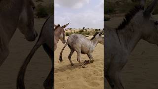 Donkeys Alone But Happy animals animals funny [upl. by Gustave781]