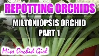 Repotting my new Orchid  Miltoniopsis Herr Alexander part 1 [upl. by Shelia335]