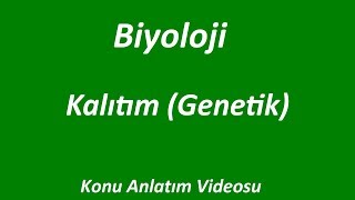 KALITIM  Genetik   KONU ANLATIMI  BİYOLOJİ  İZLE [upl. by Analle385]