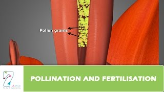 Pollination and Fertilisation [upl. by Inajna]