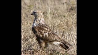 Raufußbussard Ruf Buteo lagopus [upl. by Hosea]