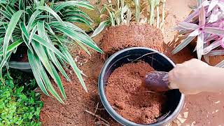 how to repot aplantDracaenareflexa variegata dracaena sanderianalucky bamboo caring root pruning [upl. by Rossen432]