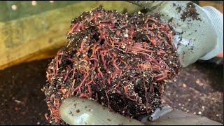 Thousands of Red Wiggler Baby Worms [upl. by Fassold]