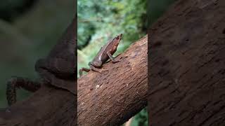 increíble sapo campo rhinella sapo [upl. by Aytida722]