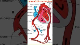 Foetal circulation nursingcompetition  fetalcirculation foetalcircultion foetal fetal [upl. by Assirak]