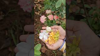 sampangi champaka varieties harvesting champaka sampangi mygarden harvesting shorts garden [upl. by Dnomsed]