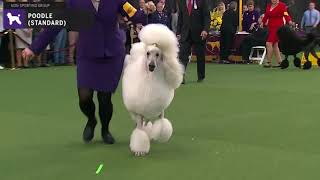 Poodles Standard  Breed Judging 2020 [upl. by Ahseital942]