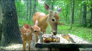 Doe with fawn [upl. by Arolf389]