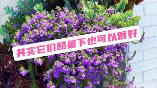 爆发逆袭的紫扇花 Scaevola ，六倍利Lobelia，雁河菊swan river daisy，百万小铃Mini Petunias，美女樱Verbena（园艺篇251） [upl. by Aiekat]