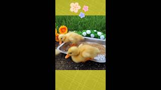 Adorable Little Ducklings  Streaming 20102024 2 [upl. by Limaj]