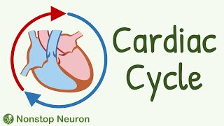 Cardiac Cycle  Systole Diastole Blood flow in heart Movement of Valves [upl. by Sutniuq114]