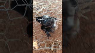 Chicken stucked on wire meshBaby chicken rescueVillage chicken farmingviral india ytshorts [upl. by Alie]