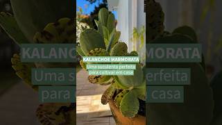 Kalanchoe marmorata  confira o post completo wwwterrariosesuculentascombr [upl. by Kcirrej303]