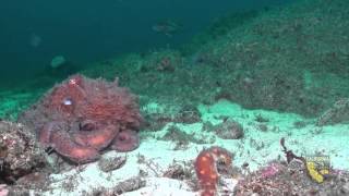 Southeast Farallon Island State Marine Reserve [upl. by Ianej467]