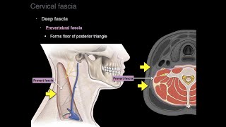 Cervical fascia [upl. by Ainyt48]