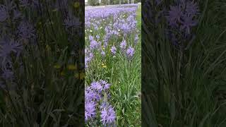 Camassia quamashкамассияshorts [upl. by Bel]