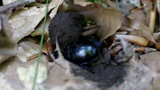 Dor beetle and slime mould [upl. by Fridlund733]