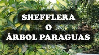 JARDINERIA  Shefflera o árbol paraguas [upl. by Dibrin]