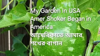 My Garden 😁 Amer shoker began [upl. by Eiznekcm]