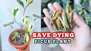 Save A DYING Plant within 4 DAYS  Ficus Plant Care [upl. by Poppy]