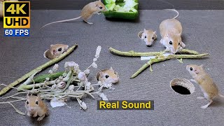 Cat TV mice  Cute mouse jerry holes hide amp seek with real sound  8 hour 4k UHD [upl. by Ahseki]