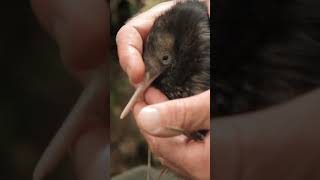 5 MORE Kiwi Bird FACTS 🥝 shorts [upl. by Bick]