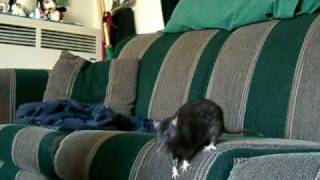 Rat tricks  spin up paw [upl. by Signe]