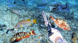 HUGE FISH EVERYWHERE Hunting amp Cooking Our Fresh Catch On a Remote Island 🏝️ 48 Miles At Sea🇯🇲 Style [upl. by Lyssa]