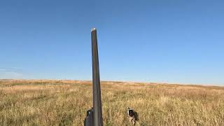 2024 South Dakota grouse and prairie chicken opener [upl. by Kinch]